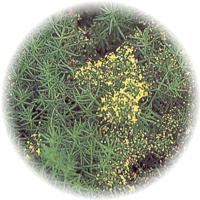 Galium Verum