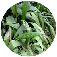 Curculigo Capitulata