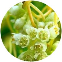 Cuscuta Australis