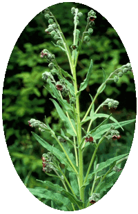 Cynoglossum Officinale