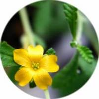 Damiana - Turnera Difusa