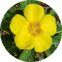 Damiana - Turnera Difusa