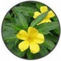 Damiana - Turnera Difusa