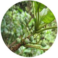 Daphniphyllum Calycinum