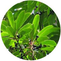 Daphniphyllum Macropodum