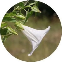 Datura Arborea