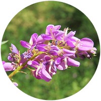 Desmodium Heterocarpon