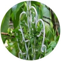 Dischidia Pectinoides