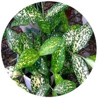 Dracaena Godseffiana