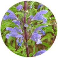 Dracocephalum Moldavica