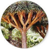 Drago - Croton Lechleri