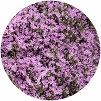 Drosanthemum Floribundum