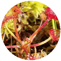 Drosera Rotundifolia- Sundew
