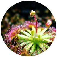 Drosera Capillaris - Pink Sundew