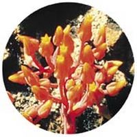 Dudleya Cymosa