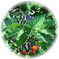 Dulcamara- Bittersweet - Douce-amere - Solanum