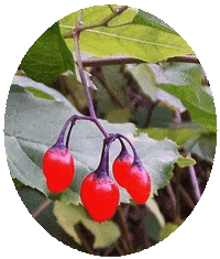 Dulcamara- Solanum Dulcamara - Bittersweet - Douce-am�re - Solanum