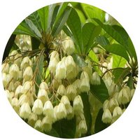 Elaeocarpus Apiculatus