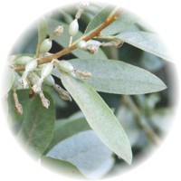 Elaeagnus Angustifolia