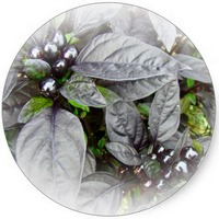 Elaeagnus Angustifolia