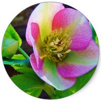 Helleborus