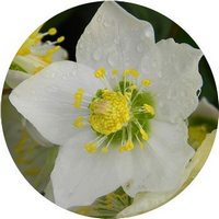 Helleborus Lividus - White Hellebore
