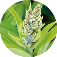 Helleborus Album - White Hellebore