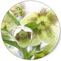 Helleborus Foetidus