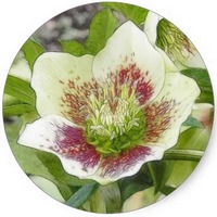 Helleborus Niger
