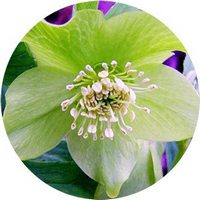 Helleborus Viridis