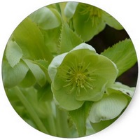 Helleborus Viridis