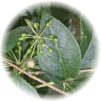 Eleuterococo: Eleutherococcus Senticosus