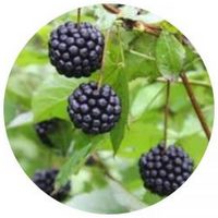 Eleuterococo: Eleutherococcus Senticosus