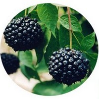 Eleuterococo - Ginseng Siberiano