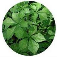 Eleuterococo: Eleutherococcus Senticosus