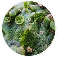 Marchantia Polymorpha