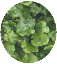 Marchantia Polymorpha