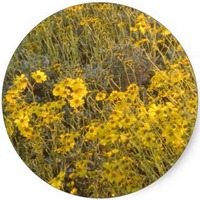 Encelia Farinosa
