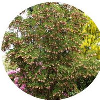 Enkianthus Campanulatus