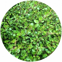 Muehlenbeckia Complexa