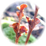 Epifagus Virginianus