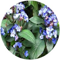 Eranthemum Pulchellum