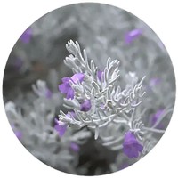 Eremophila - Emu Bush