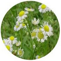 Erigeron Annuus