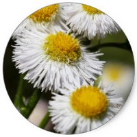 Erigeron Karvinskianus