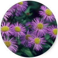 Erigeron Karvinskianus