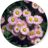 Erigeron Karvinskianus
