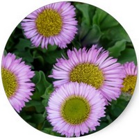 Erigeron Karvinskianus