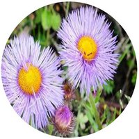 Erigeron Multiradiatus