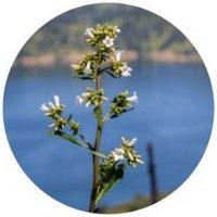 Eriodictyon Californicum